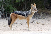 Black Backed Jackal