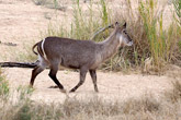 Waterbuck