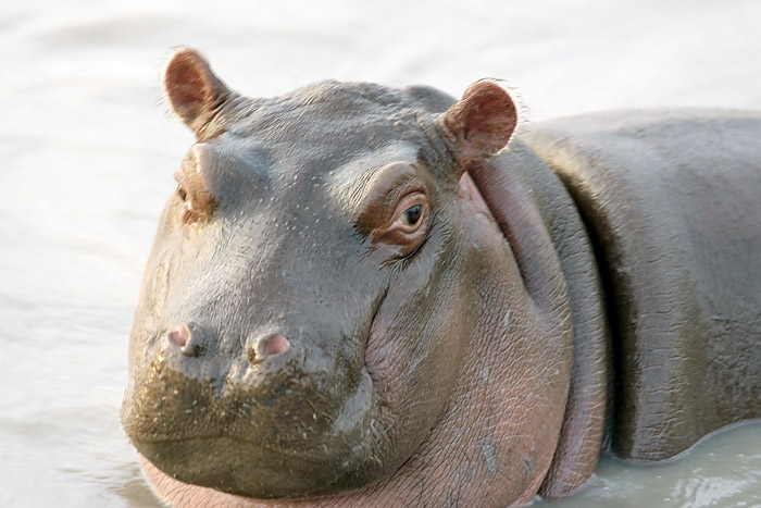 Hippo