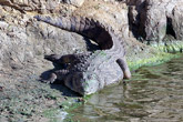 Crocodile