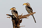 Yellow Billed Hornbills