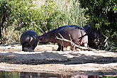 Hippo