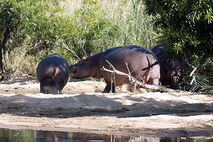 Hippopotamus