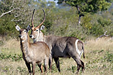 Waterbuck