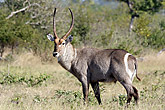 Waterbuck