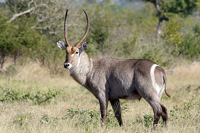 Waterbuck