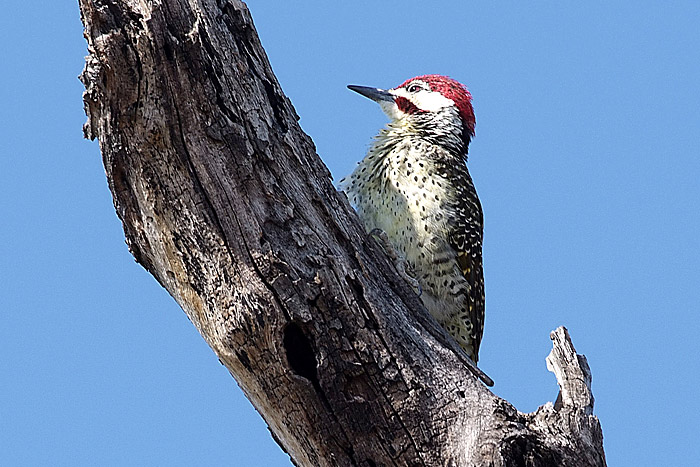 Bennett's Woodpecker