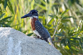 Giant Kingfisher