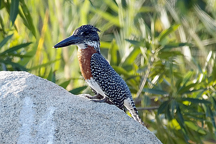 Giant Kingfisher