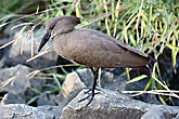 Hammerkop