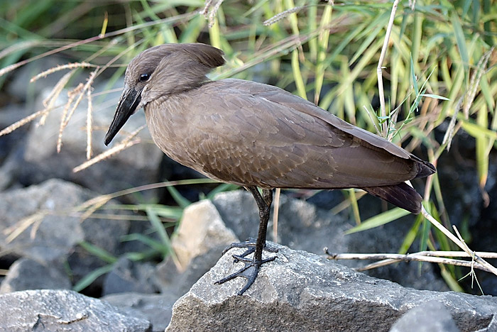 Hammerkop