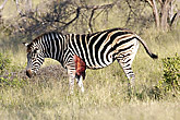 Injured Zebra