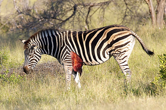 Injured Zebra