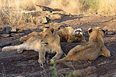 Lion cubs