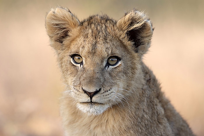 Lion cub