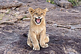 Lion cub