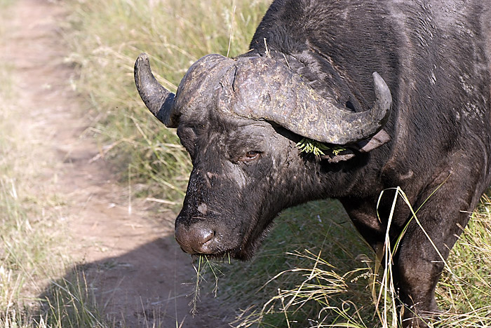 Buffalo