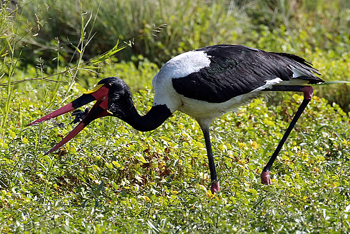 Saddle Billed Stork