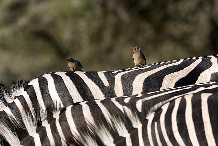 Red Billed Oxpecker