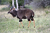 Nyala