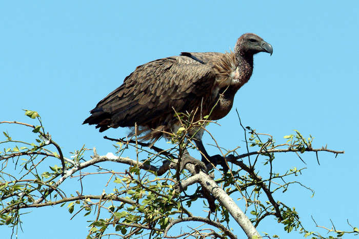 Whitebacked vulture