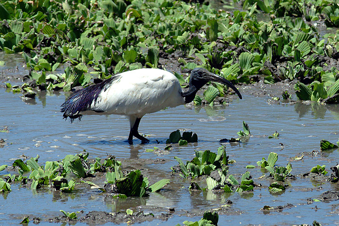 Sacred Ibis