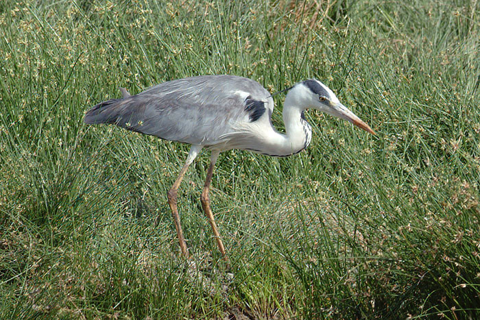 Grey Heron