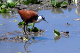 Jacana