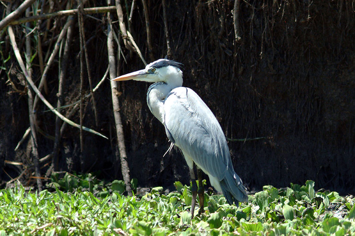 Grey Heron