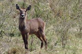 Waterbuck