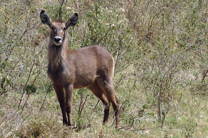 Waterbuck