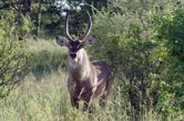 Waterbuck