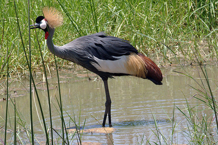 Crowned Crane