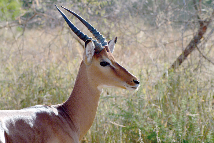 Impala