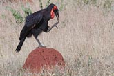 Ground Hornbill