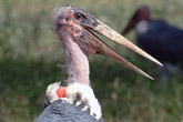 Marabou Stork