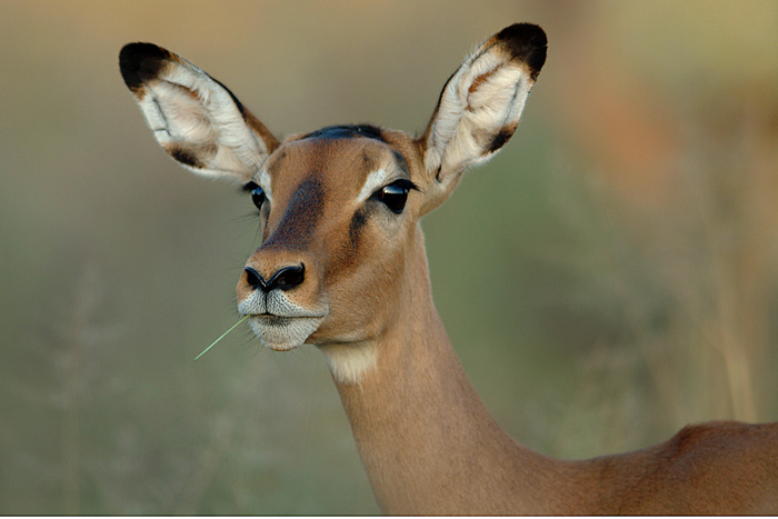 Impala