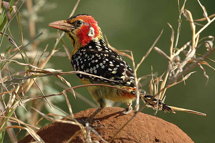 Creasted Barbet