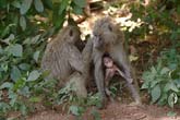 Olive Baboon