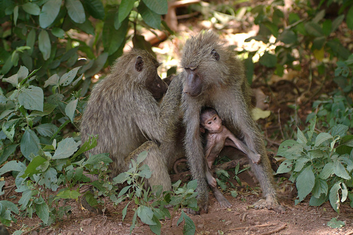 Olive Baboons