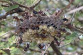 Wasp nest