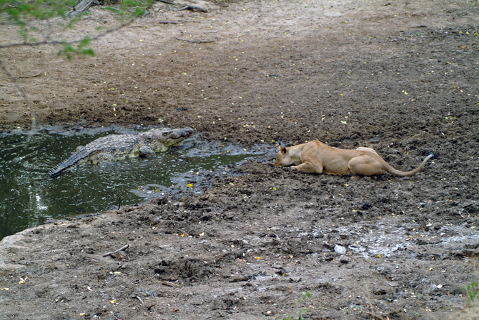 Crocodile and Lion