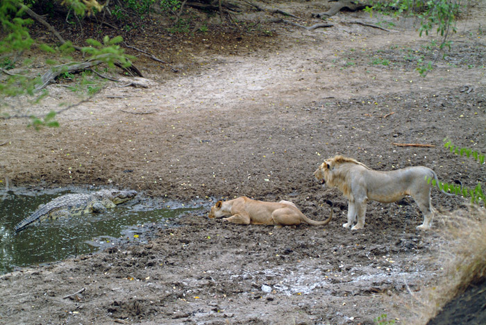 Crocodile and Lion