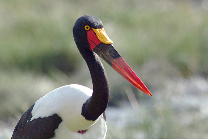 Saddlebil Stork