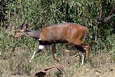 Bushbuck