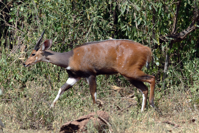 Bushbuck