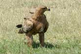 Tawny Eagle