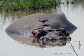 Hippo