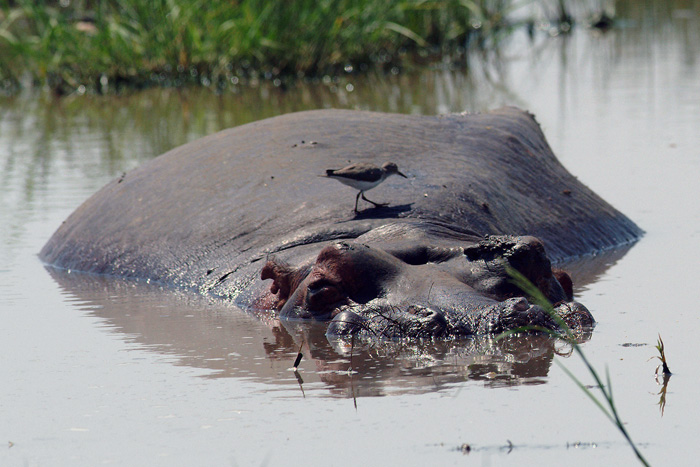 Hippopotamus