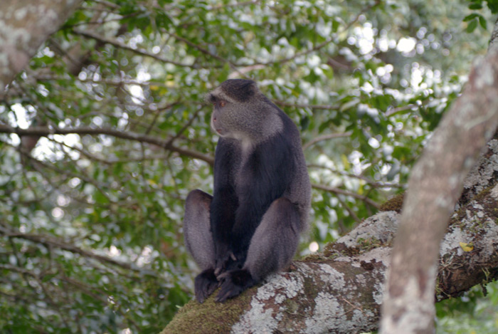 Blue Monkey